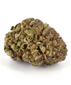 Buy Purple Urkle Strain Online US
